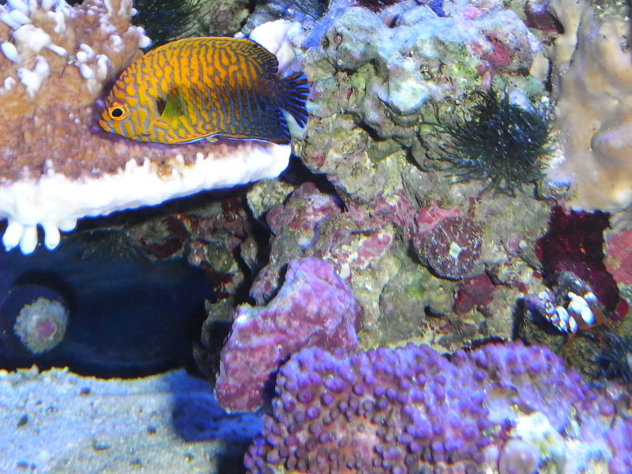 ポッターズピグミーエンゼルと餌 メガバイトグリーン