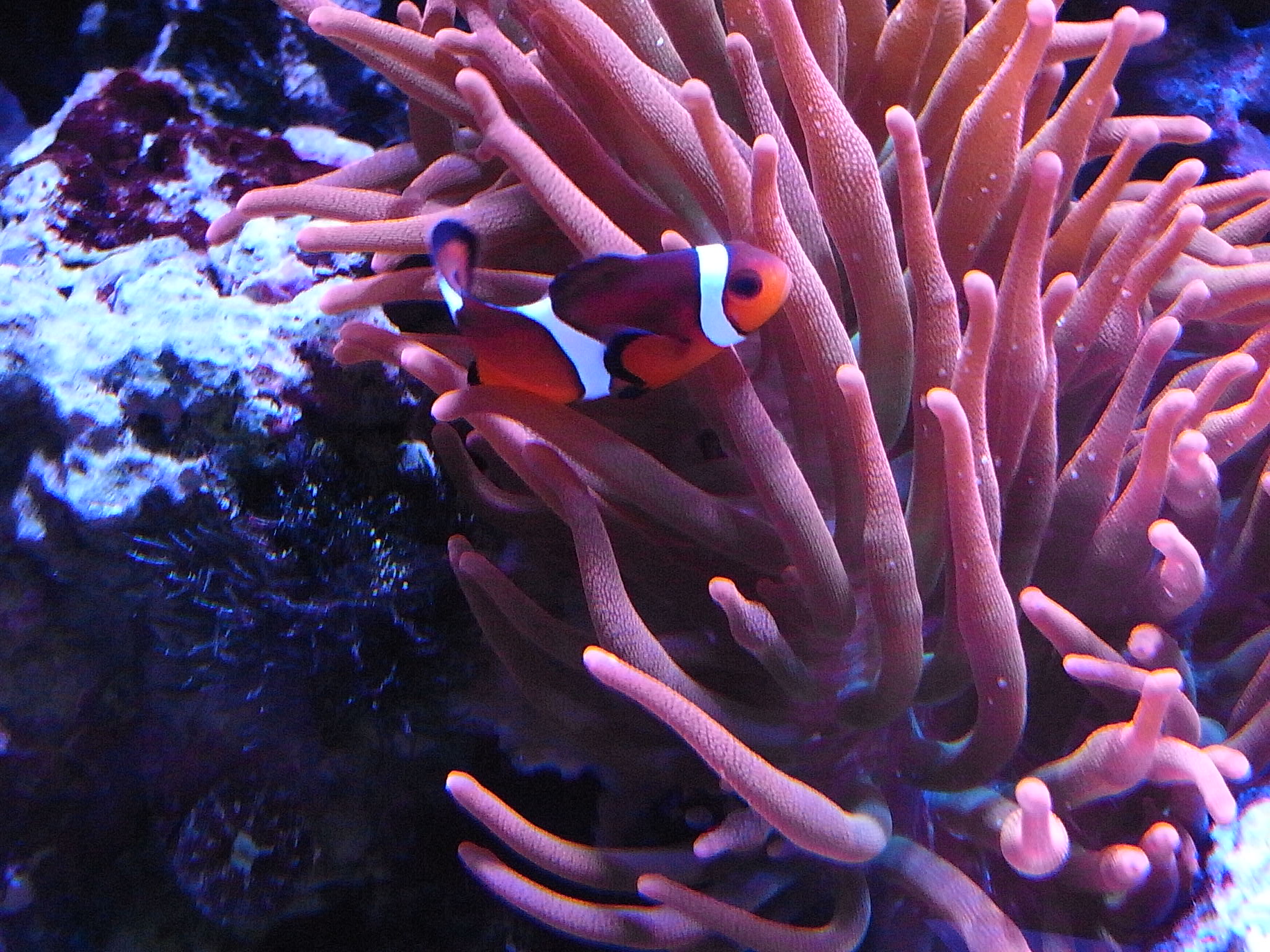 4550環礁の生物